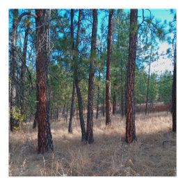 Pôster Uma caminhada entre as árvores Poster brilhante