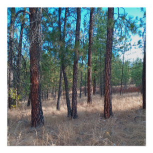 Pôster Uma caminhada entre as árvores Poster brilhante