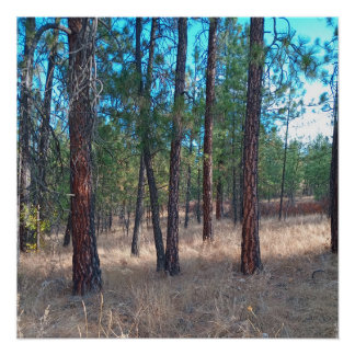 Pôster Uma caminhada entre as árvores Poster brilhante