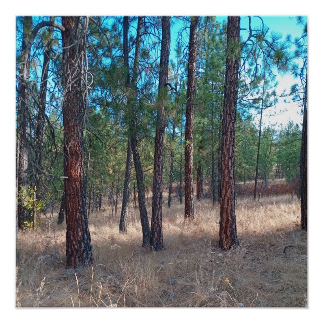 Pôster Uma caminhada entre as árvores Poster brilhante (Frente)