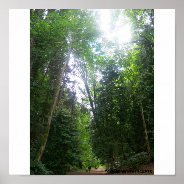 Pôster Uma Caminhada Na Floresta (Frente)