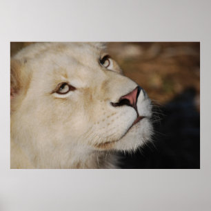 Pôster Uma cara delicada África do Sul do leão