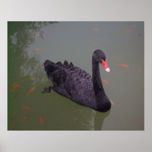 Poster Uma cisne preta na água