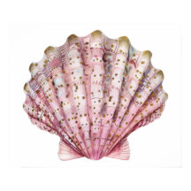 Uma concha de invertebrado rosa