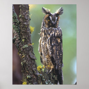 Poster Uma coruja-orelhuda empoleirada num ramo de árvore