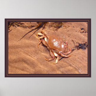 Poster Uma Curta Crusta