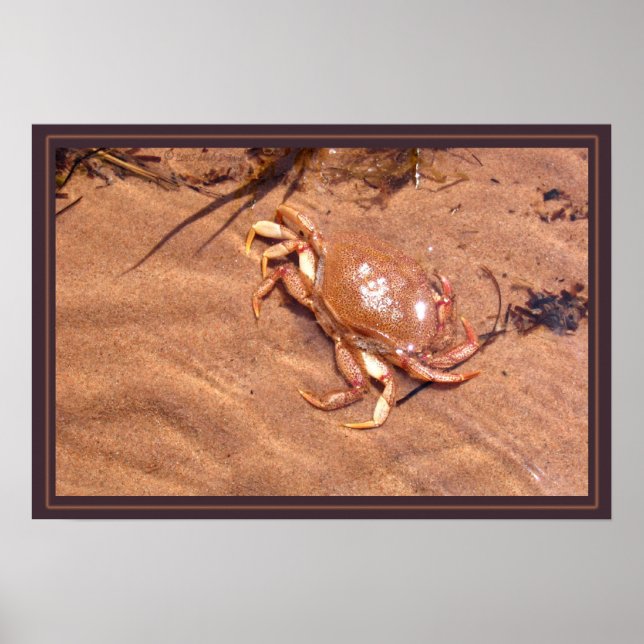 Poster Uma Curta Crusta (Frente)