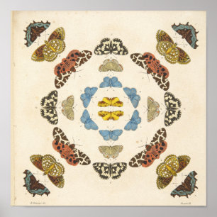 Pôster Uma descrição rara das borboletas e das traças