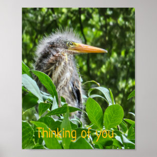 Poster Uma égua verde. Pensando em você