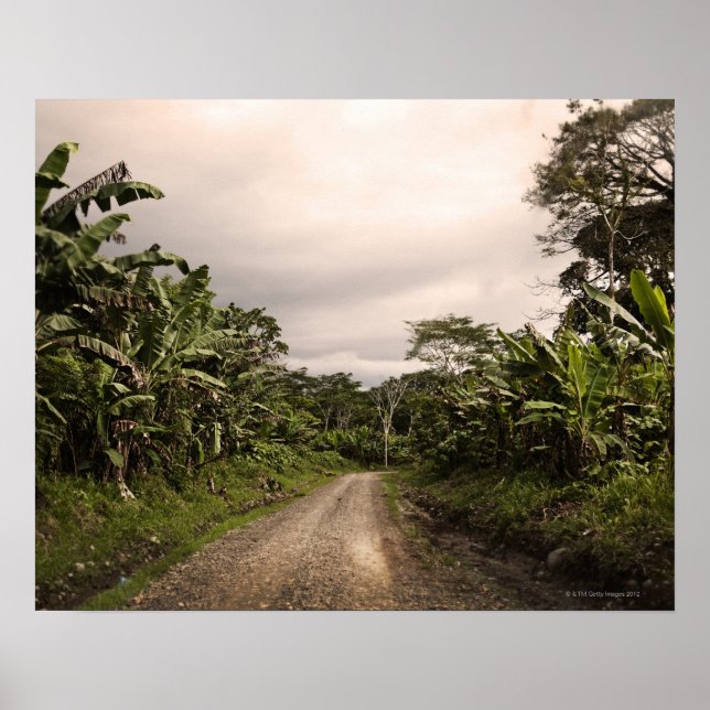 Pôster Uma estrada remota da selva (Frente)