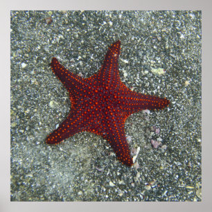 Poster Uma estrela do mar vermelha Galápagos, Equador