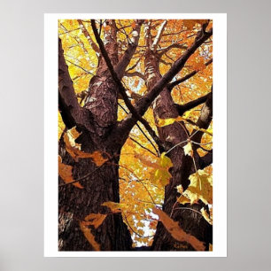 Pôster Uma exibição de troncos de árvore