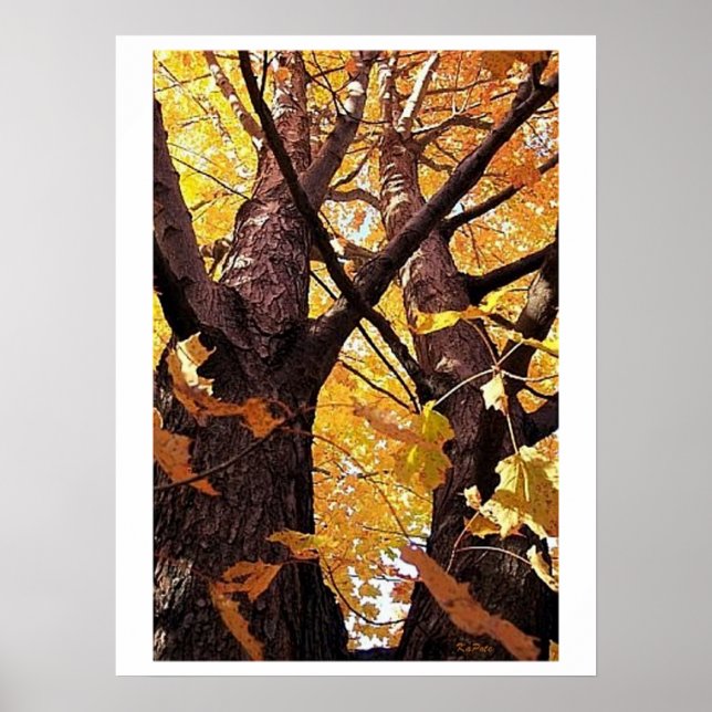 Pôster Uma exibição de troncos de árvore (Frente)