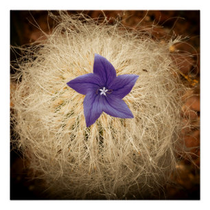 Pôster Uma flor