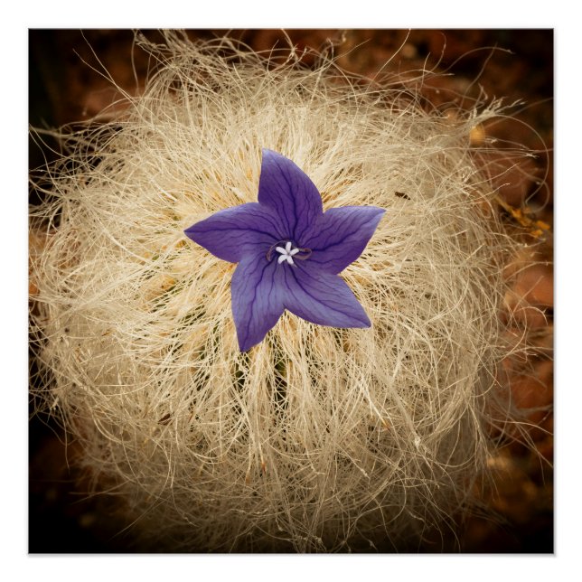 Pôster Uma flor (Frente)