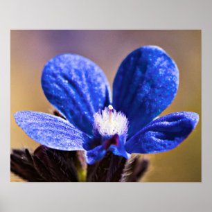 Pôster Uma flor azul