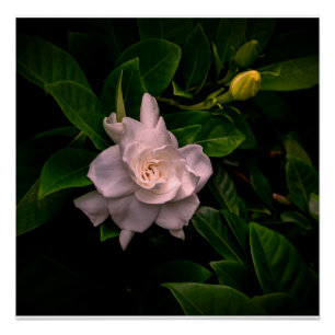 Pôster Uma flor branca delicada floresce