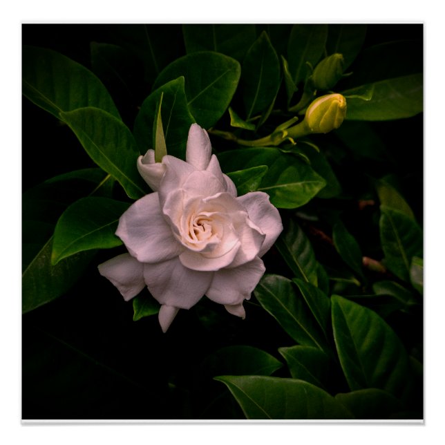 Pôster Uma flor branca delicada floresce (Frente)