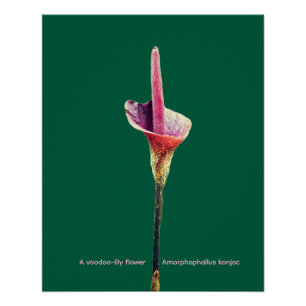 Pôster Uma flor de lírio-voodoo