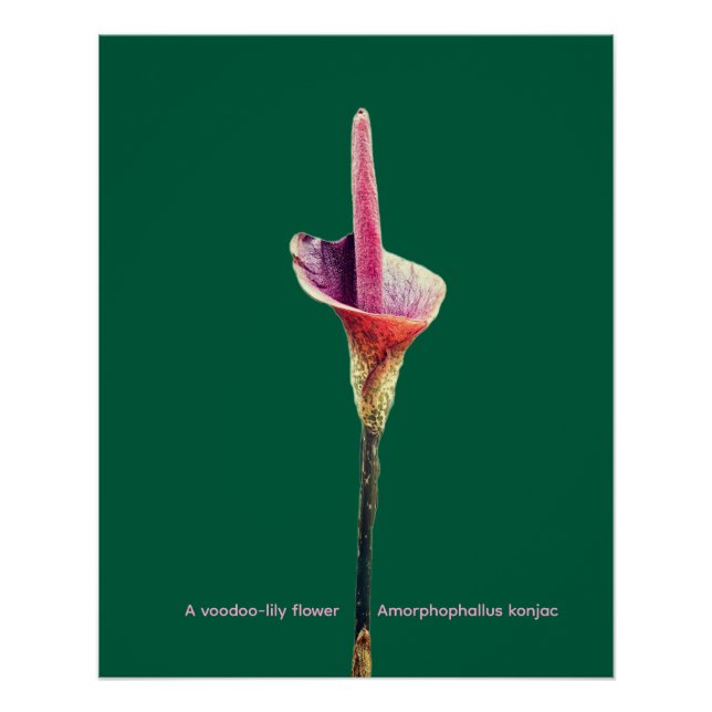 Pôster Uma flor de lírio-voodoo (Frente)