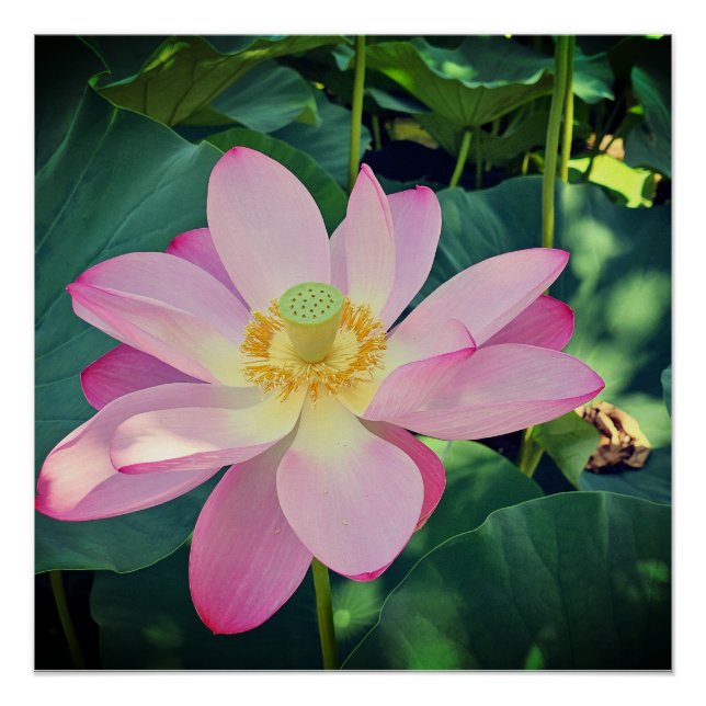Pôster Uma flor de lótus vibrante (Frente)