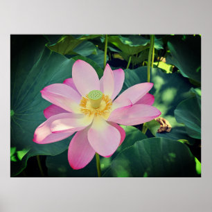 Poster Uma flor de lótus vibrante