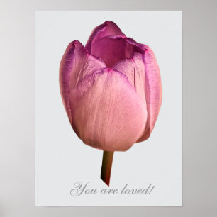Poster Uma flor de tulipa