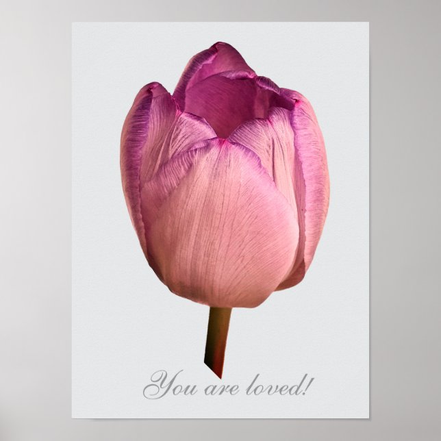 Poster Uma flor de tulipa (Frente)