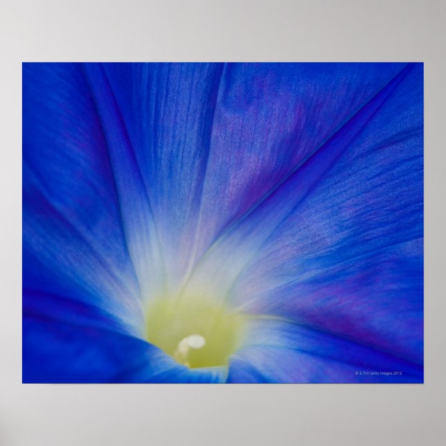 Poster Uma flor gloriosa de manhã azul (Frente)