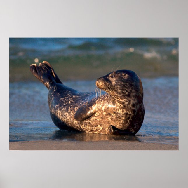 Pôster Uma foca bebê levantando a cauda (Frente)