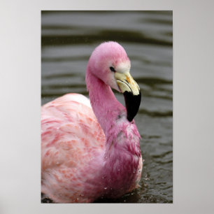 Pôster Uma foto prisioneira de um flamingo andino