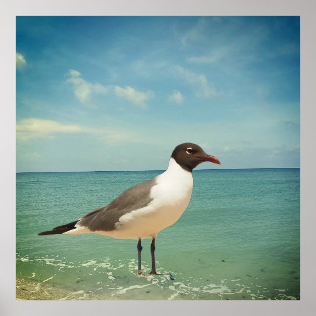 Poster Uma gaivota (Frente)