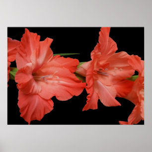 Poster uma gladiola rosa