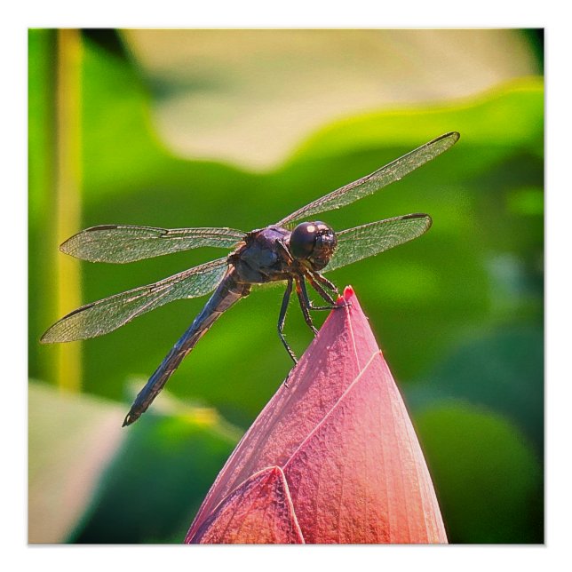 Pôster Uma libélula Slaty Skimmer (Frente)