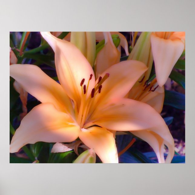 Pôster Uma Linda Lily Laranja (Frente)