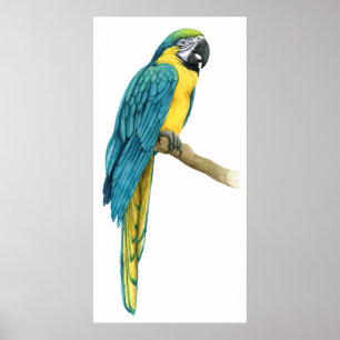 Poster Uma Macaw Teal