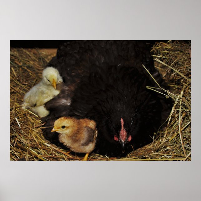 Poster Uma mãe e seus Pintinhos (Frente)