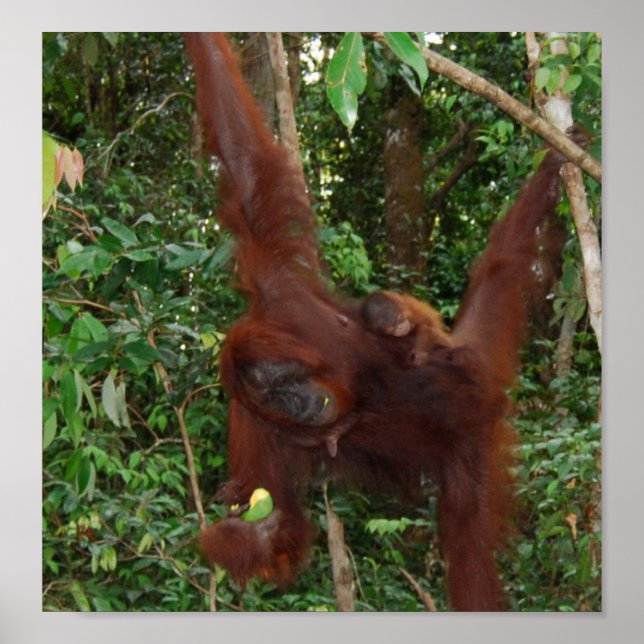Pôster Uma mãe e um bebê animais selvagens (Frente)