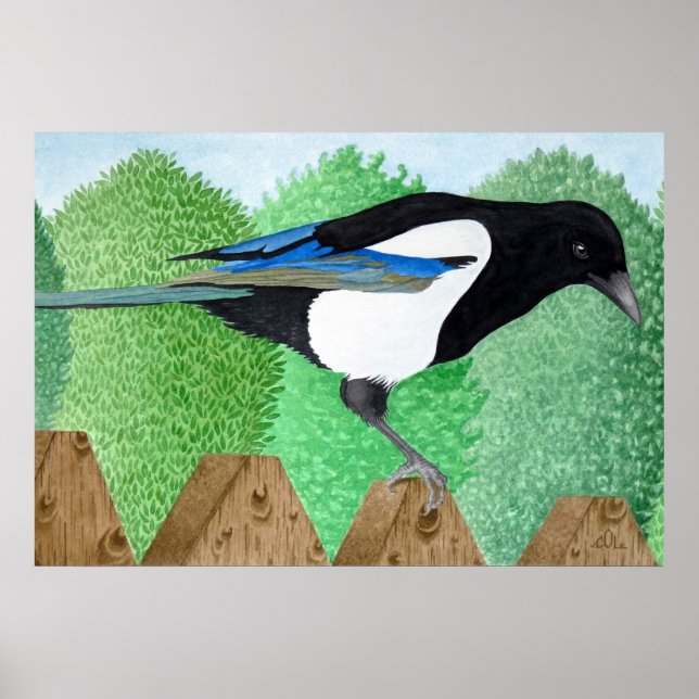 Poster Uma Magpie empobrecida sobre uma cerca (Frente)