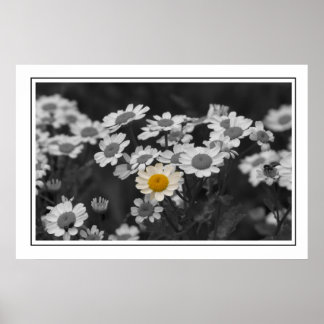 Pôster Uma margarida especial