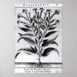 Pôster Uma planta de tabaco, 1622