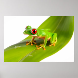 Poster Uma rã-árvore Redeye