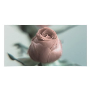 Pôster Uma Rosa Rosa para a sua Querida...