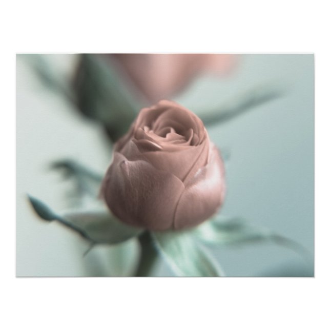 Pôster Uma Rosa Rosa Rosa Rosa para a tua querida... (Frente)