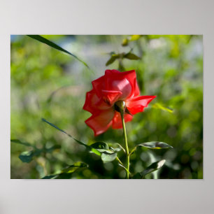 Poster Uma rosa vermelha