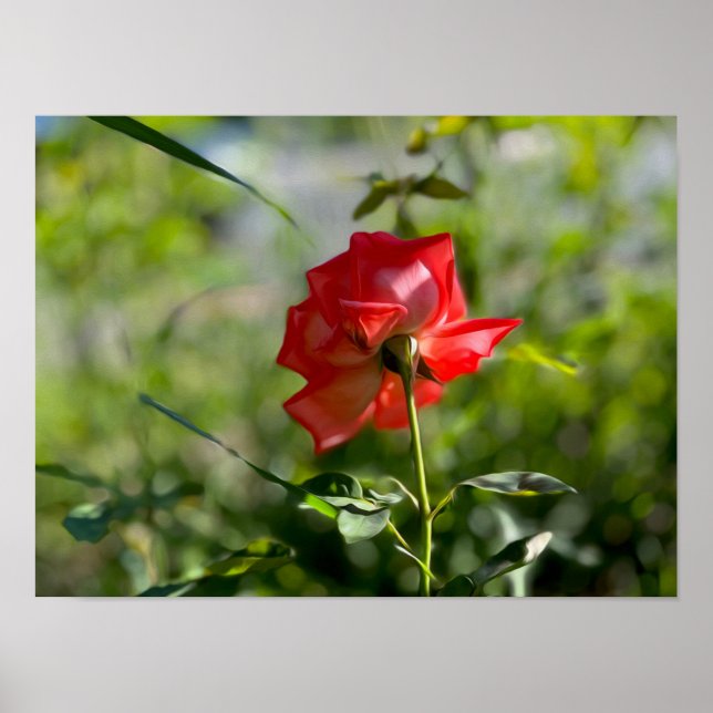 Poster Uma rosa vermelha (Frente)
