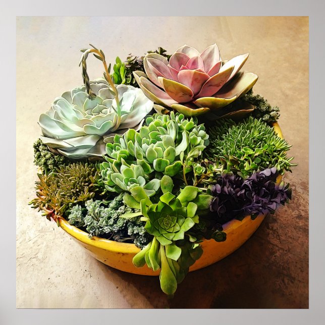 Pôster Uma Salad Bowl de Succulents (Frente)