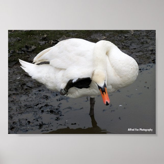 Poster Uma Saudação Elegante (Frente)