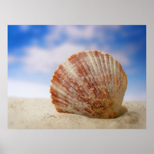 Poster Uma Shell Propicada Na Areia (Frente)