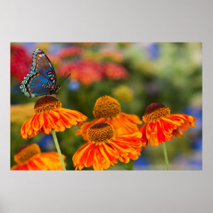 Poster Uma Spicebush Swallowtail, Papilio troilus